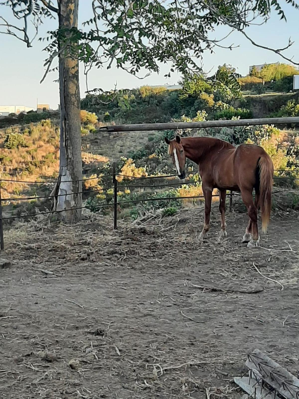 Agriturismo U Zu Peppino Lipari  Eksteriør bilde